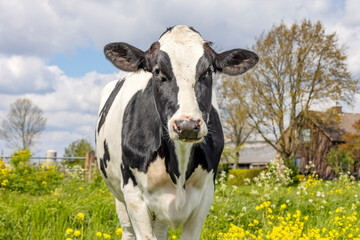 Happy cow in a meadow with blossom brassica rapa, field flowers and a blue sky