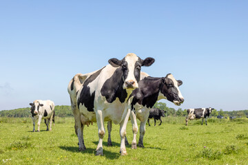 Two cows, one chewing, standing in a pasture, blue sky, cheeky sassy sisters, looking happy together,