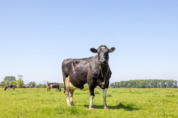Black cow nosy and proud, dairy udder, in a green pasture under a blue sky