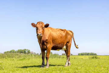 Red cow, portrait standing in a green  pasture with a blue sky