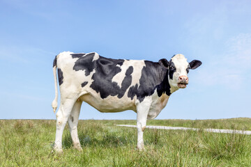 Black and white cow, standing on green grass in a meadow at Schiermonnikoog, heifer holstein and a blue sky.