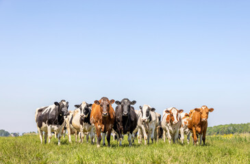 Herd cows, a row side by side, in a green pasture, a panoramic wide view
