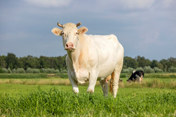 Fototapeta na wymiar Dairy cow, white blonde, fully in focus looking at the camera, sunset blue sky