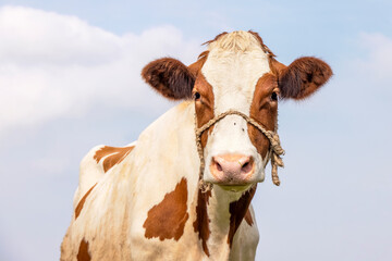 Cute cow, with a rope around her snoot, white blaze, a blue background.