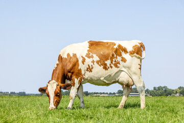 Cow graze in field, horizon over land, happy and relaxed in the green pasture with a bright blue sky © Clara