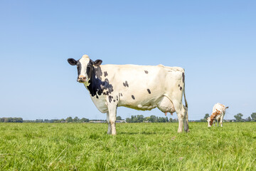 Cow standing on green grass in a meadow, pasture and a blue sky, side view, full udder - obrazy, fototapety, plakaty