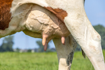 Udder cow and teat close up, soft pink and large mammary veins