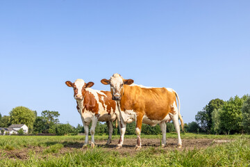 Two cows standing upright together in a green meadow field, dorsal stripe red and white, blue sky