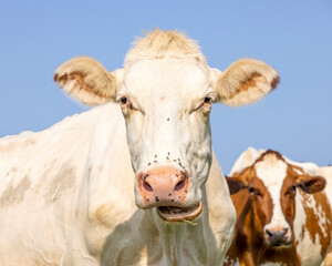 White cow head, blonde, looking cute, headshot front view and blue background