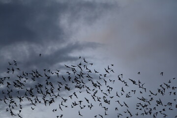 a lot of bats flying to the moon background