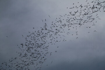 a lot of bats flying to the moon background