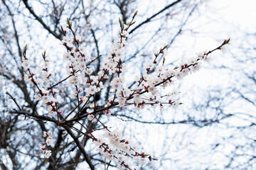 Fototapeta na wymiar Sakura tree blossoming in spring natural blurred background, blossom