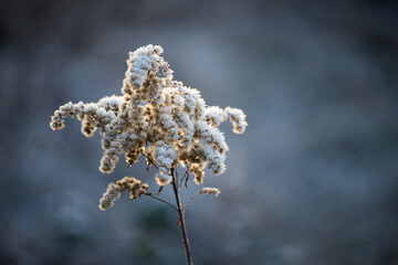 Closeup of frozen herb in a meadow
