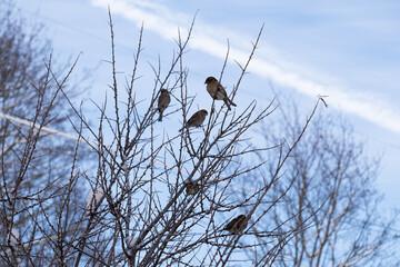 Sparrows on bare branches against blue sky, five birds in winter