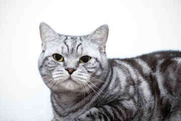 Gray striped purebred cat on white background