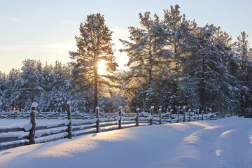 Winter landscape with snow covered trees. Komi Republic, Russia.