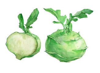 Kohlrabi cabbage. Watercolor illustration on a white background.