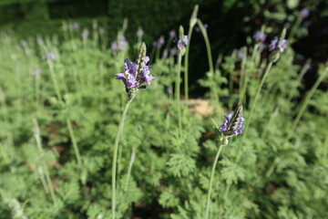 Lavender background design for leisure and relaxation concept