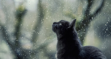 black cat looking outside through a window with raindrops