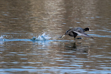 The Eurasian coot, Fulica atra swimming on the Kleinhesseloher Lake at Munich, Germany