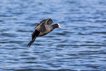 The Eurasian coot, Fulica atra swimming on the Kleinhesseloher Lake at Munich, Germany