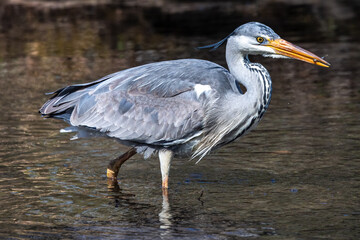While fishing in the moving water a grey heron, Ardea cinerea successfully caught a fish.