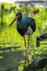 Black stork, Ciconia nigra in a german nature park