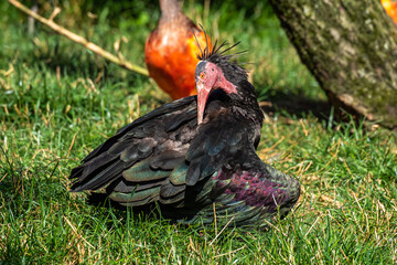 Northern Bald ibis, Geronticus eremita in the zoo