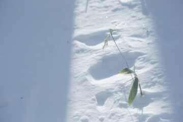 雪の中でスポットライトを浴びる植物