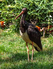 Black stork, Ciconia nigra in a german nature park