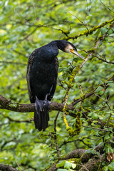 The great cormorant, Phalacrocorax carbo sitting on a branch