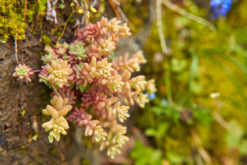 Sedum plant growing in the mountains wraps around the stone