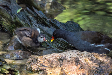 Common moorhen Gallinula chloropus also known as the waterhen or swamp chicken