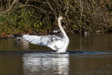 Mute swan, Cygnus olor swimming on a lake