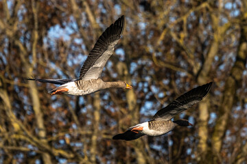 The flying greylag goose, Anser anser is a species of large goose