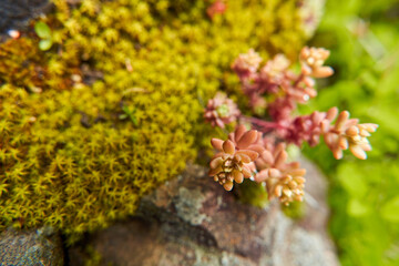 Sedum plant growing in the mountains wraps around the stone