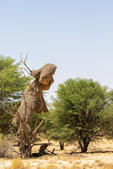 Sociable Weaver Nest in the Kgalagadi