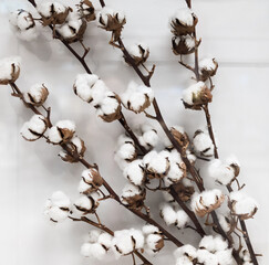 Branch of white cotton on a white background.