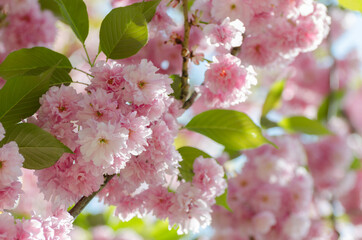Romantic wedding or gift card background with sakura blossoms in a spring. Beautiful gentle pink flowers under sunlight
