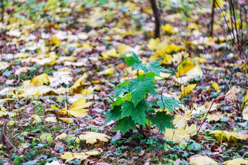 Autumn landscape. Green leaves amidst the yellowed ones. Background bokeh.