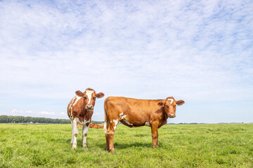 Two cows red brown in row, standing in a meadow, fully in focus, blue sky, green grass.