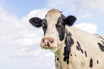 Old cow, black and white silly surprised looking, pink nose, in front of  a blue sky - obrazy, fototapety, plakaty