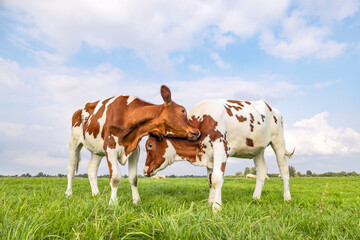 Cows love play cuddling in a field under a blue sky, two calves rubbing heads, lovingly and playful, fighting or playing - obrazy, fototapety, plakaty