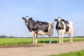 2 Cows black and white, standing on a path, in the Netherlands, frisian holstein and a blue sky,...