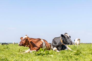 Two cows are cozy together lazy lying down in the grass relaxed next to each other, black and red...