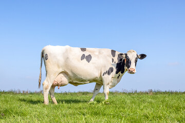 Dutch cow black and white, standing on green grass in a field in the Netherlands, side view, pink...