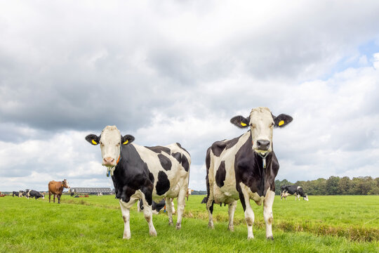 2 cows, standing in a pasture, black and white in a green field, cloudy overcast sky and horizon over land