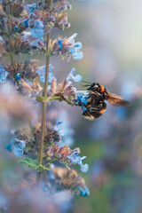 Macro of a bumblebee on a blue flower