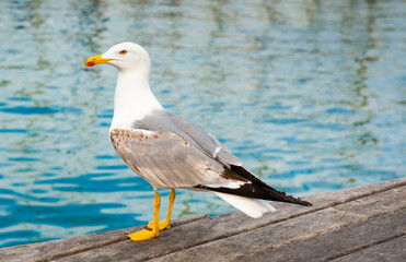 Fototapeta na wymiar Sea gull on a pier close to the water in summer day