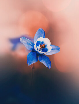 Macro of a single blue flower against blurred orange background with bokeh bubbles. Shallow depth of field, soft focus